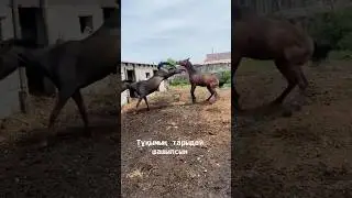 ВОТ ЭТО ЖЕРЕБЕЦ 