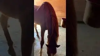 WILD HORSE “Gunner” 🦓 #zebra