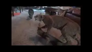 Чучело и боязливые кошки