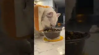 АСМР #рекомендации #animals