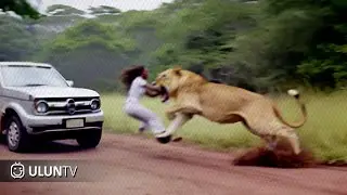 Lions Go Berserk & Attack Humans! 15 Moments of Animal Rampage