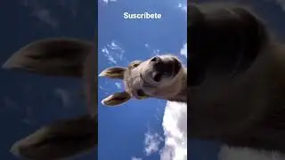 Cuando te llega un mensaje y tu esposa escucha la notificación