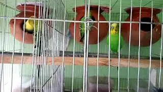 Breeding Budgie Cage