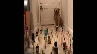 Challenge for retriever😭🤣🤣