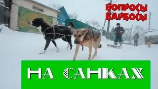 Как приучить собаку тянуть санки, нарты