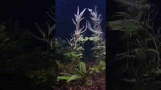 Aquascaping My Waterbox Aquarium #aquascape #aquarium #plantedtank #aquariumfish