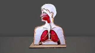respiratory system Projects/ make human respiratory system model