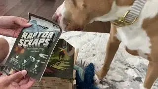 Barkbox June 2022 Opening | Jurassic World