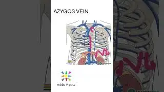 Anatomy Thorax 245 Azygos vein what is importance why it is called