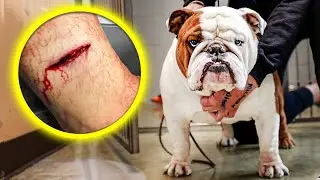 5 Ways To QUICKLY CORRECT Aggression(In Your Home)