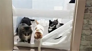 Кто из котов перепрыгнет высокий барьер из туалетной бумаги