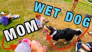 SHEEP DOG SOAKS AUDIENCE at the SHEEP & WOOL FESTIVAL!🐑💦🐶