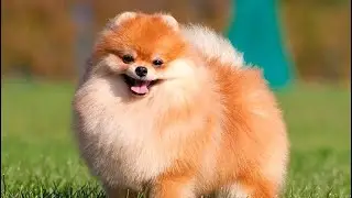 Cute pomeranian, spitz puppy, playful dogs