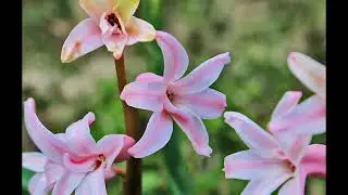 Kasey Chambers - "Romeo & Juliet"