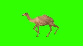 Green Screen Animation - 3D Camel (COPYRIGHT FREE)