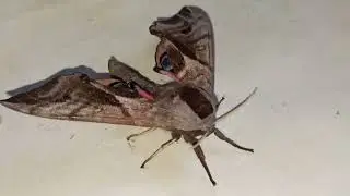 Страшная