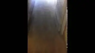 Видео прикол со свиньями позакрывалы пыздаки