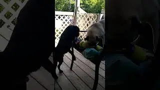 Pug Tug!