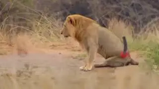 deer vs lion fight fun