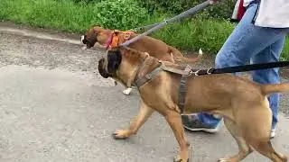 Nero sharing a walk