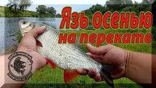 Клев язя осенью на перекате. Не пропусти жор ЯЗЯ. Ловля язя на воблеры.