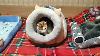 Соня, новый домик и новый тестировщик в семье :))