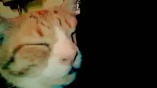 Cats snuggling!