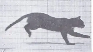 Rotoscopy - Full walk cycle