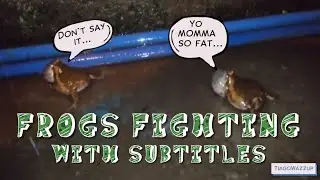 Frogs Fighting With Subtitles (Comics Balloons)