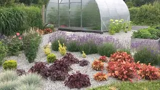 Садок. Україна. Квітування троянд і не тільки. 🌹🌺🌸🌼