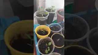 Где же ты весна?