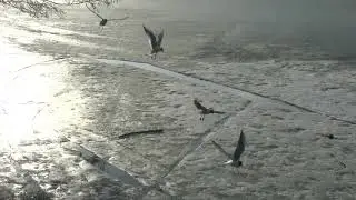 В нахальстве второе счастье
