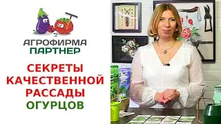 СЕКРЕТЫ КАЧЕСТВЕННОЙ РАССАДЫ ОГУРЦОВ