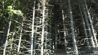 Mam prawo do życia w czystym środowisku