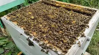 Налёт на маточник на 145 рамке. Объединение. 25.07.22