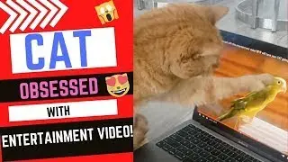 AMAZING!! CAT ENTERTAINMENT Your CAT will be OBSESSED & go WILD w/this CAT TV!!🙀😻 