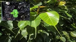Ficus Ficus of seeds how to grow