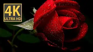 Rose Mr  Lincoln in 4K video