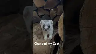 The CUTEST Transformation 🐻‍❄️  
