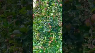 In Kaliningrad, apples grow everywhere 