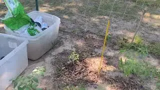Garden with Pond Water Part 3 - FIRST HARVEST!