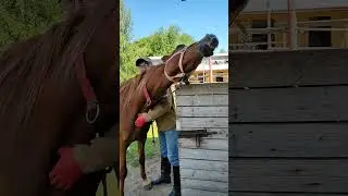 Образец элегантности 😁#shorts #horse #ранчобелыйклевер #equestrian