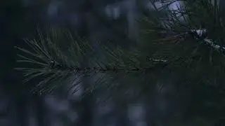KossBox - Первый Снег