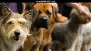 Грустный стих про собаку