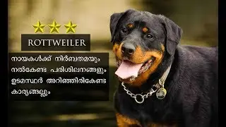 Rottweiler Malayalam : How To Care And Train Rottweiler : Dog Review Malayalam