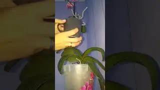 Подготовка детки орхидеи к отделению.
