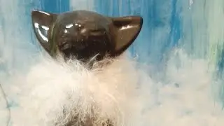 What did the dream mean?