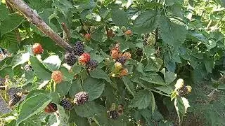 ЕЖЕВИКА ПРАЙМ АРК ФРИДОМ ОТЛИЧНАЯ ЯГОДА, НЕ ПРИХОТЛИВЫЙ СОРТ.