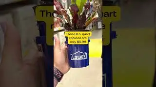 We Found the Viral Lowe's Mini Buckets!