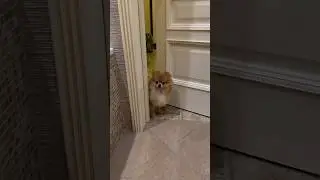 Hallo 